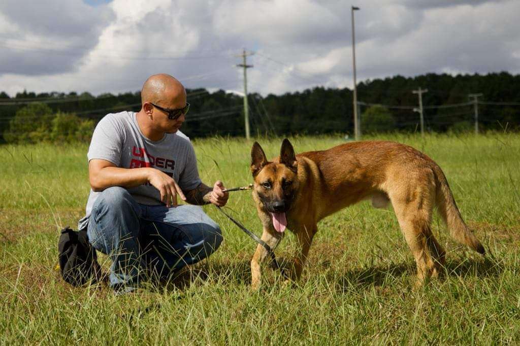 Belgian Malinois  Dog Trainer College