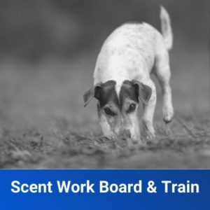 Scent Work Board & Train