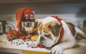 A cute English Bulldog with a red bow tie, surrounded by chocolate chips and strawberries on a kitchen counter next to a red KitchenAid mixer, suggesting a fun, pet-friendly baking or cooking environment at Off Leash K9 DFW.