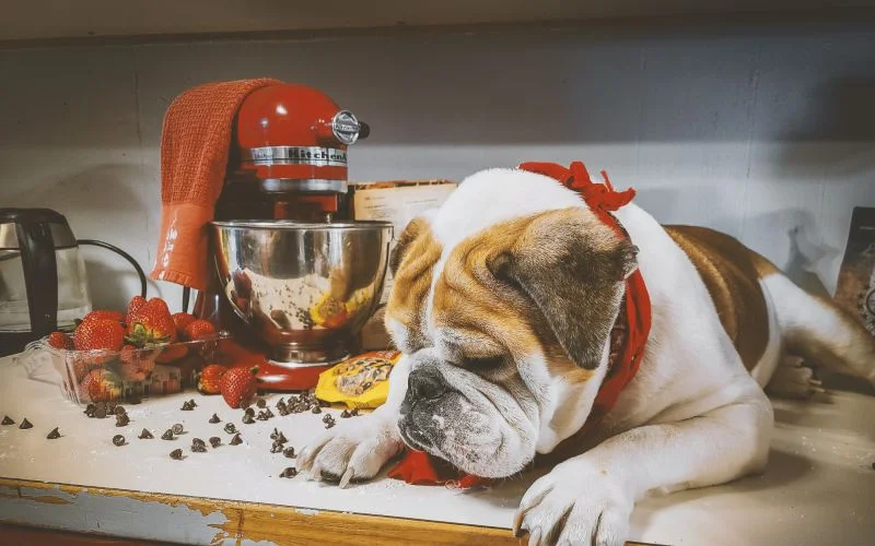 A cute English Bulldog with a red bow tie, surrounded by chocolate chips and strawberries on a kitchen counter next to a red KitchenAid mixer, suggesting a fun, pet-friendly baking or cooking environment at Off Leash K9 DFW.