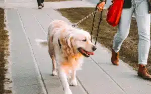 A golden retriever on a leash walking alongside a person on a paved path, with green grass to the side, representing dog training and walking services like Off Leash K9 DFW.
