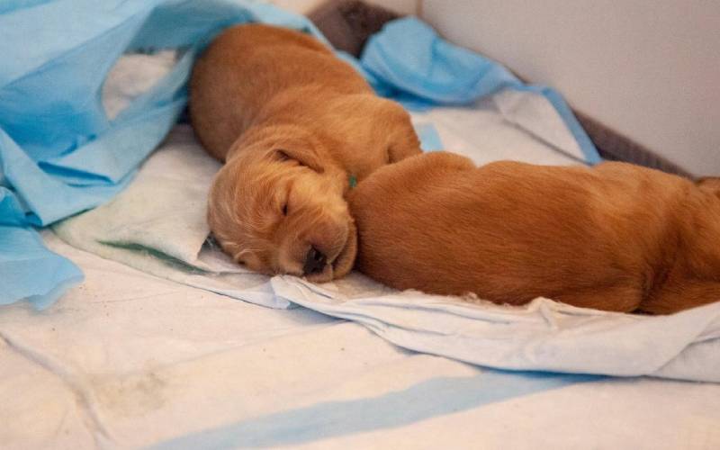 brown puppies sleeping