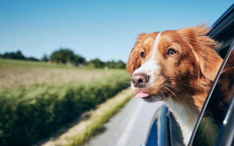 What if Your Puppy Gets Carsick?