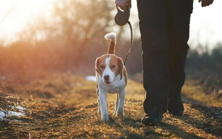Dog training cost guide for Dallas owners comparing classes, private lessons, and board & train