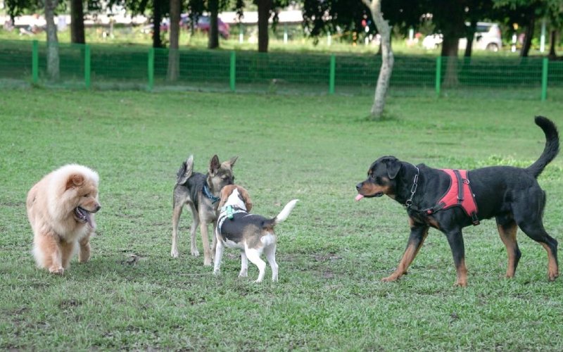 dogs in the training area
