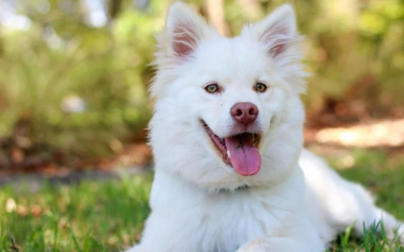 A fluffy white dog with light brown eyes and a pink tongue panting while lying in green grass.