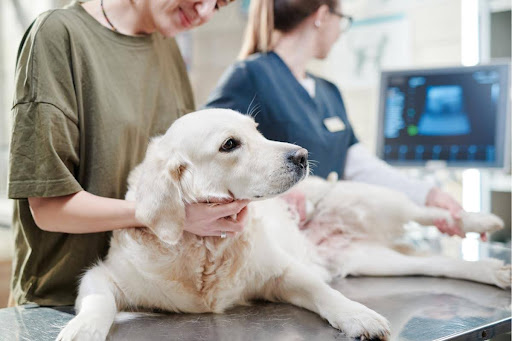 Kidney Failure in Dogs: Causes, Symptoms & Treatment