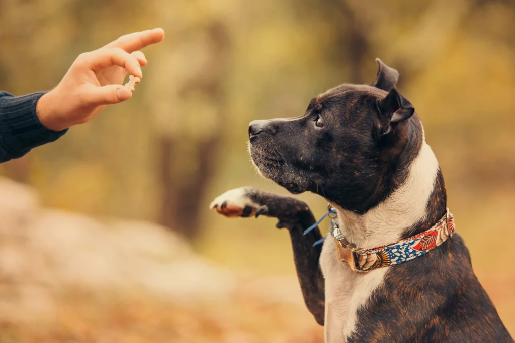 Dog offering paw during basic obedience training with Off Leash K9 DFW in Dallas–Fort Worth, TX