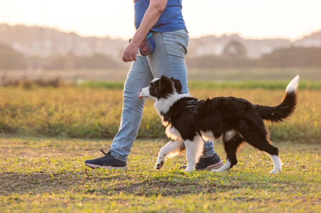 Border Collie walking alongside a trainer during a Drop-Off Day Dog Training session at Off Leash K9 DFW in Dallas–Fort Worth, TX