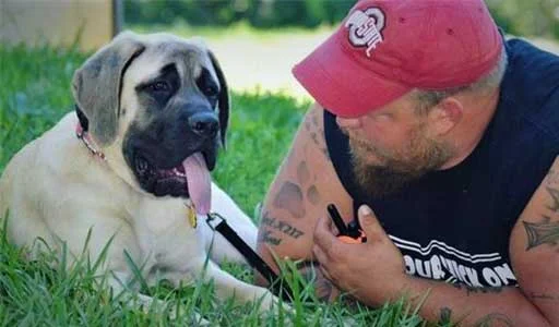 A man in a red cap and black tank top lies on green grass, looking at a large English Mastiff dog with a leash attached. The dog, with a long tongue hanging out, gazes back at the man.
