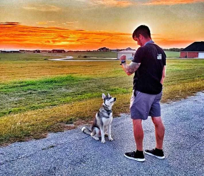 A man in a field at sunset training a Siberian Husky, suggesting off-leash obedience with Off Leash K9 DFW in Dallas-Fort Worth, TX.