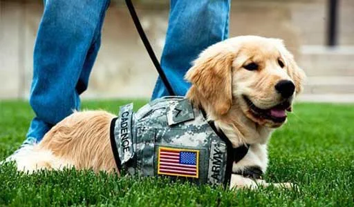 A golden retriever puppy wearing a camouflage service dog vest with "CADENCE" and "ARMY" patches, lying on green grass next to a person's legs in blue jeans, representing a therapy dog in training from Off Leash K9 DFW in Dallas-Fort Worth, TX.