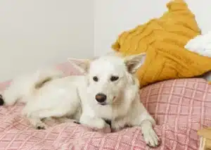 A beautiful white dog, possibly a Danish Spitz or similar breed, rests comfortably on a patterned blanket, embodying the calm and well-trained demeanor fostered by Off Leash K9 Training Dallas Texas.