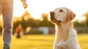 A golden Labrador Retriever dog looking up attentively at a person's hand in a sunny outdoor setting, likely at an Off Leash K9 DFW training session in Dallas-Fort Worth, TX.