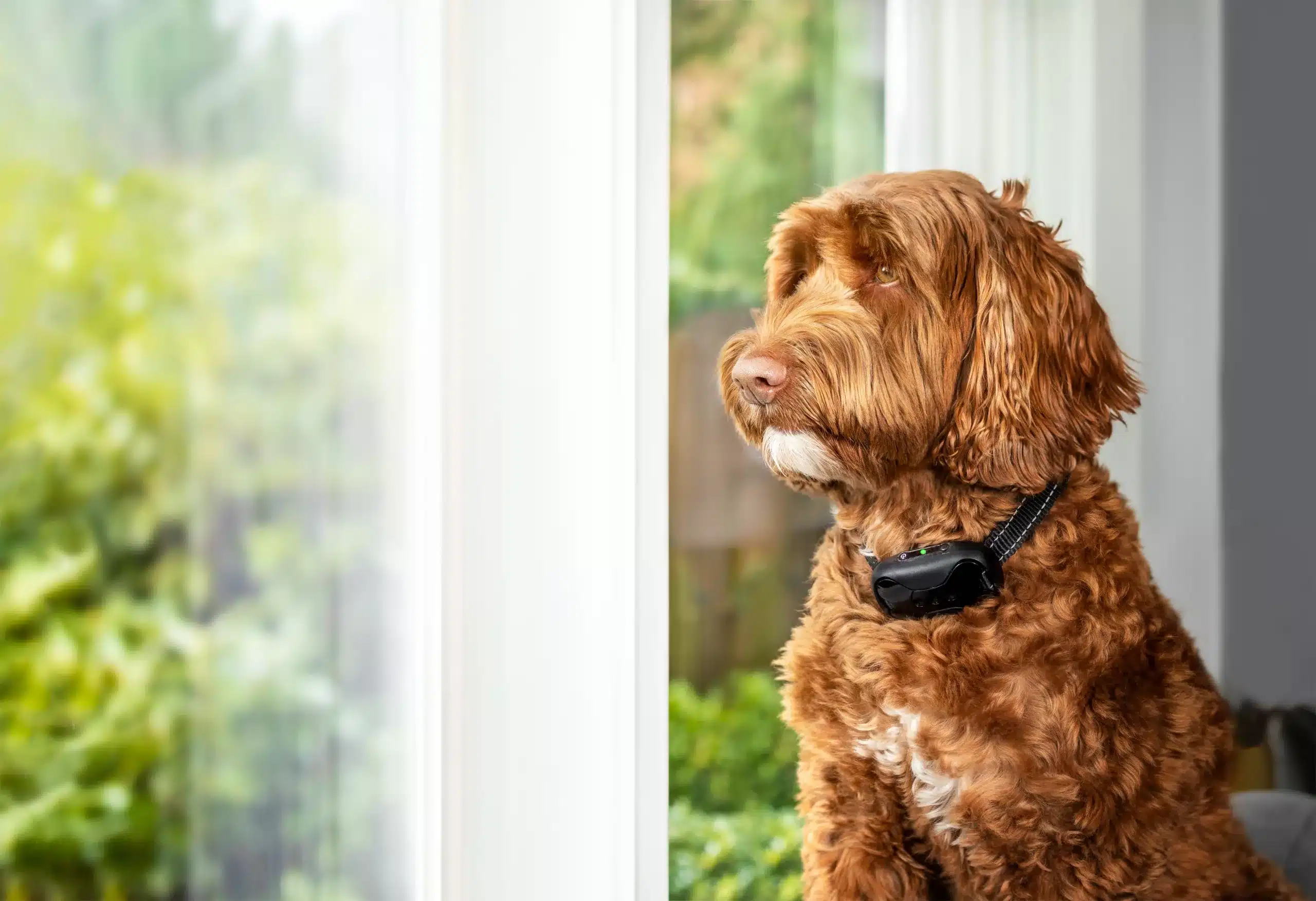 The Best e-collar Training Guide in Dallas, TX