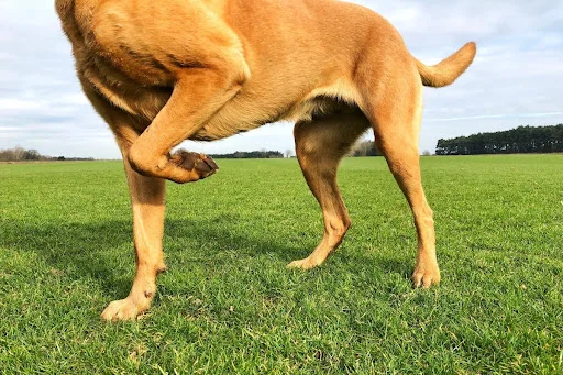 A tan dog, possibly a Belgian Shepherd or similar breed, stands in a green field with one front paw lifted, appearing to be in motion or exhibiting a specific stance during off-leash training with Off Leash K9 DFW in Dallas-Fort Worth, TX.