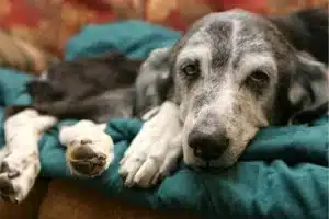 A senior, grey and white hound dog, possibly a Basset Hound or Coonhound mix, rests peacefully on a teal blanket.