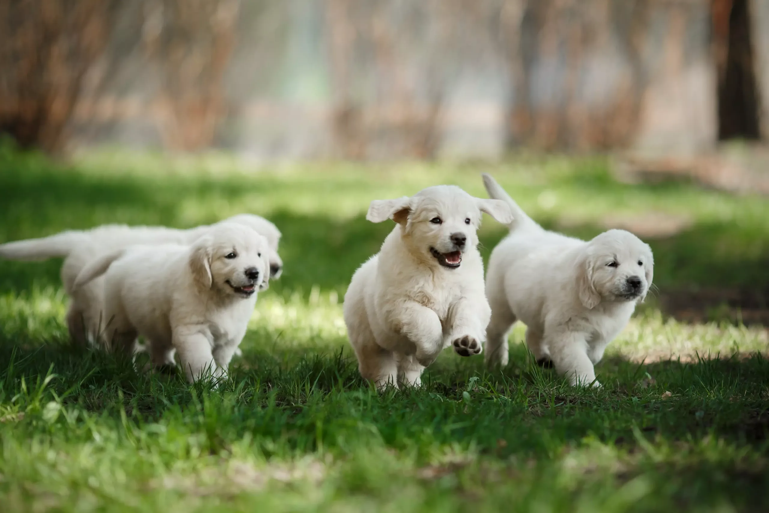 Puppy Training DFW Guide