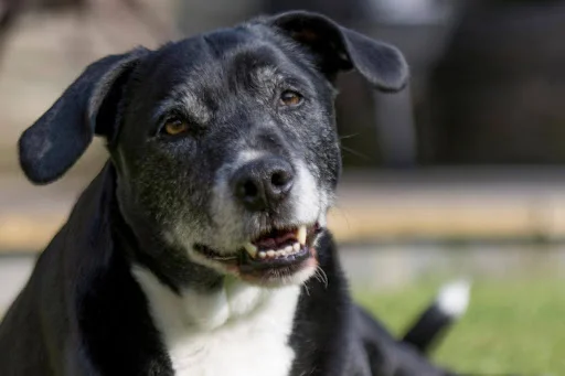 A senior black and white dog, likely a Labrador Retriever or similar breed mix, with a distinguished grey muzzle, gazing attentively in an outdoor setting, representing a well-trained canine from Off Leash K9 DFW in Dallas-Fort Worth, TX.