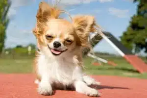 A happy long-haired Chihuahua dog with fluffy ears and fur, smiling and panting on a red agility course surface with a ramp in the background under a sunny sky in Dallas-Fort Worth, TX.