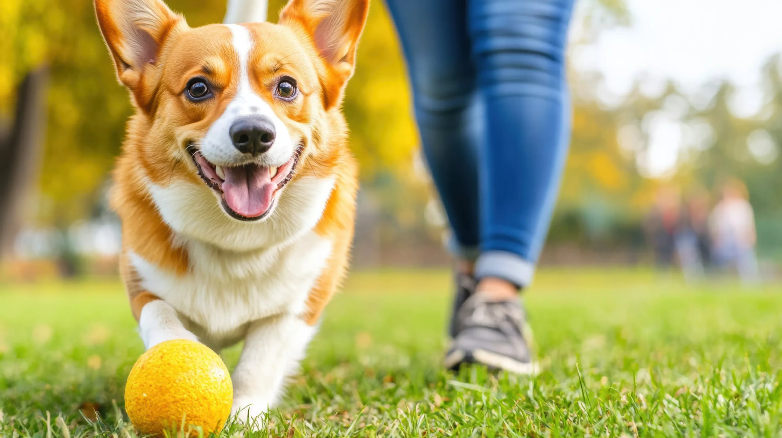 Dallas & DFW dog obedience training at Off Leash K9 — calm walks, reliable recall, polite manners