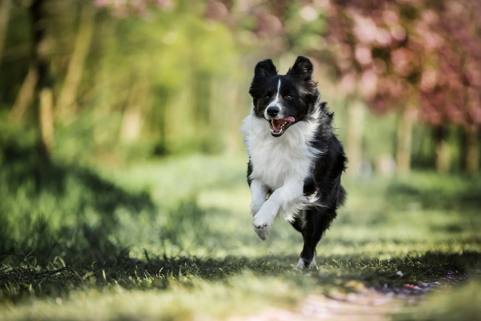 Border Collie Training