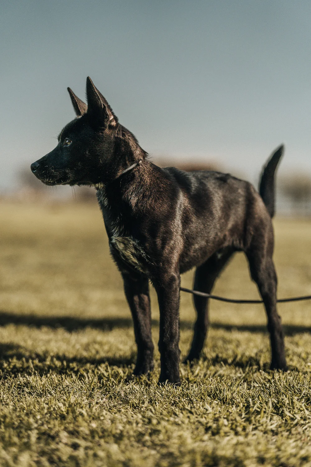 Off Leash K9 Training DFW Before After Video 2