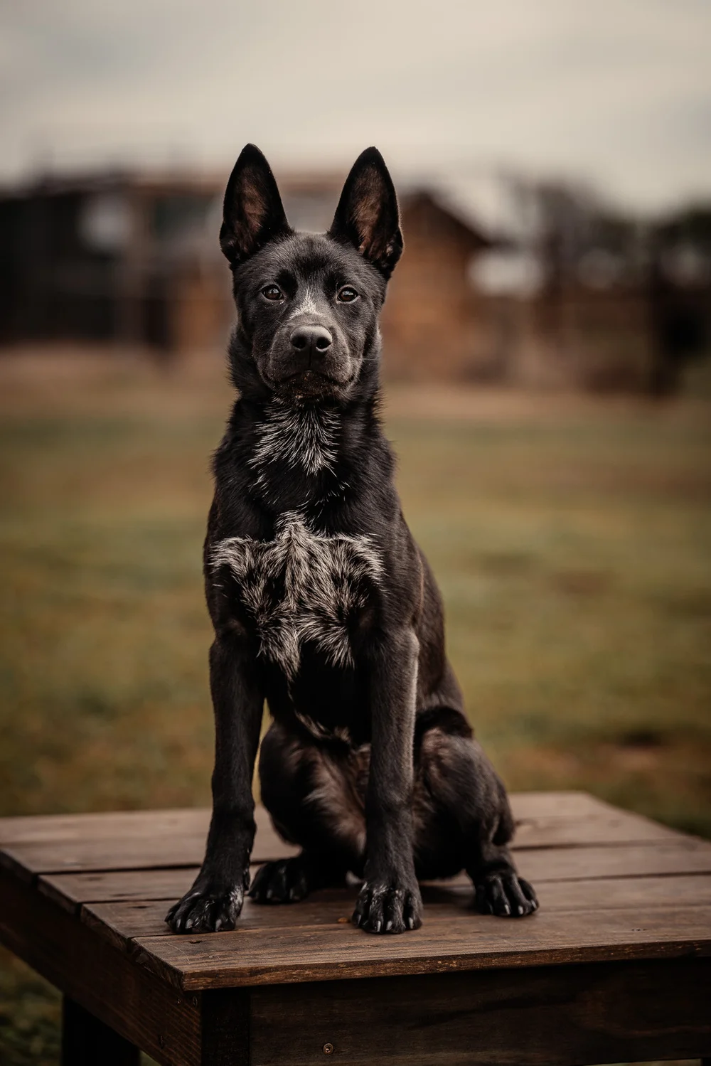 Off Leash K9 Training