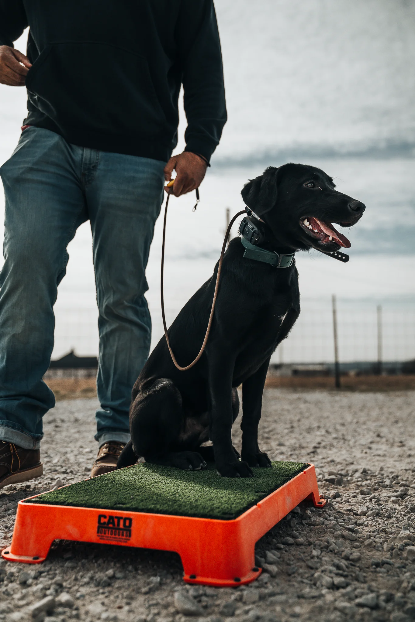 Brandon dog trainer Off Leash K9 DFW proven results